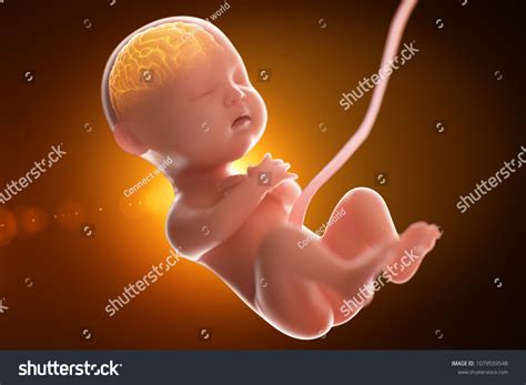 Babys Brain Nervous System3d Rendering Fetus Stock Illustration ...