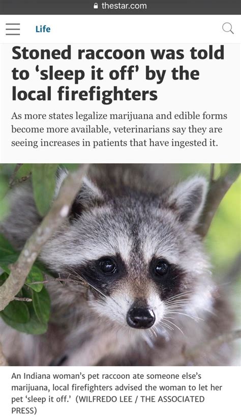 art and meme place — things i love about this: stoned raccoon the...