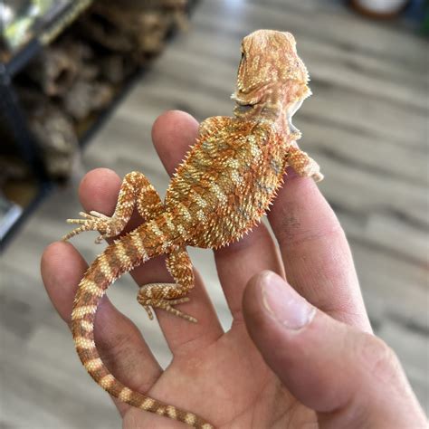 What Is A Bearded Dragons Predator at Lisa Black blog