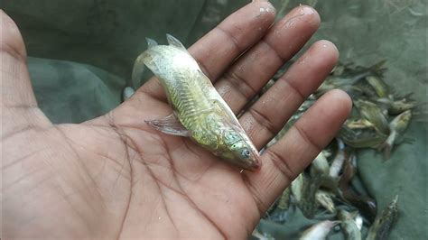 Desi,tengra,sauri,singhi,sidhari,Fish hunting video||Jungle village ...