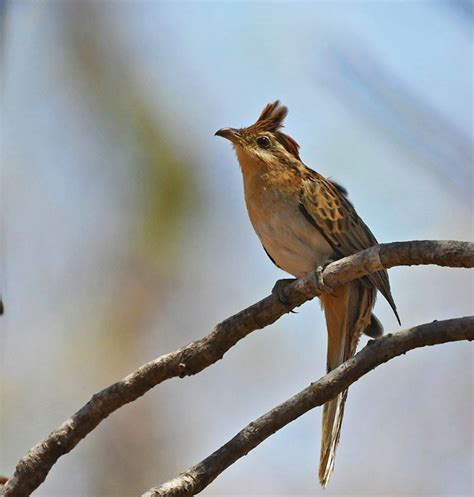 Bird of the Day: Striped Cuckoo | Organikos