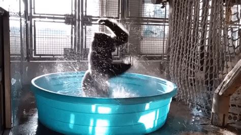 This gorilla dancing to 'Maniac' in a pool is everything | Boing Boing