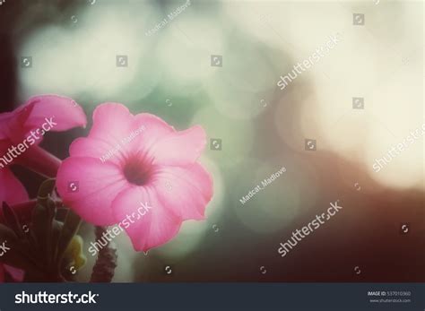 Beautiful Flower Bokeh Wallpaper Background Process Stock Photo ...