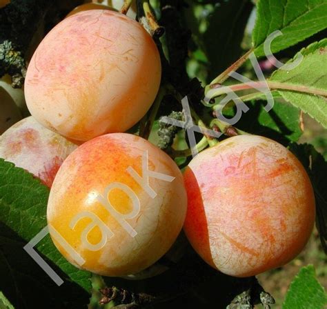 Слива 'Персиковая', купить саженцы, Prunus cerasifera 'Royal Rouge ...