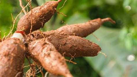 What Is Tapioca Made Of?