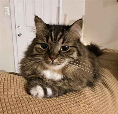 Cinnamon relaxing, after a long day of relaxing : r/cats
