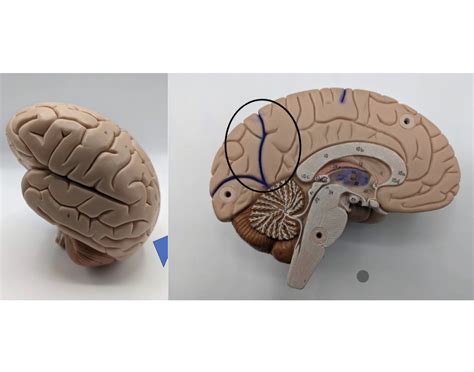 brain anatomy game