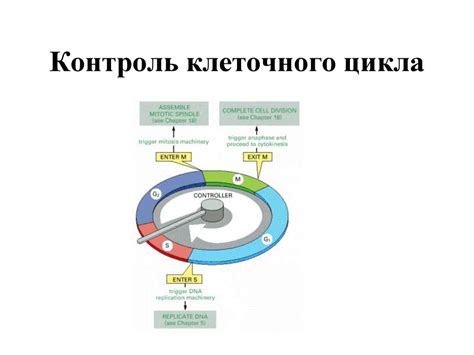 Клеточный цикл - презентация онлайн
