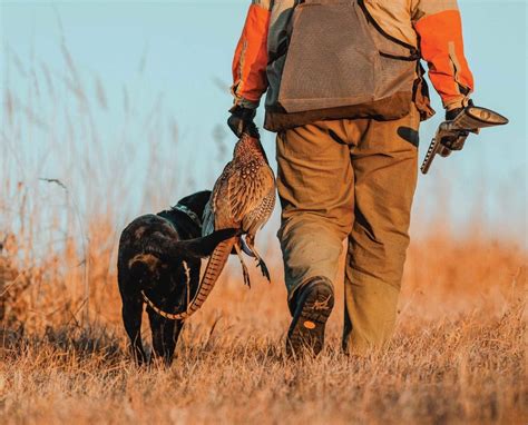 A Guide to Wild Pheasant Hunting in North America - Project Upland Magazine