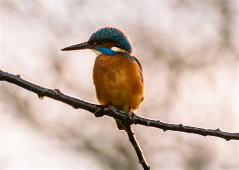 How The Royal Parks helps nature thrive | The Royal Parks