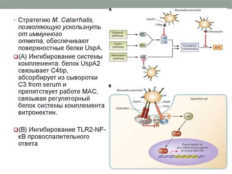 Семейство Moraxellaceae. Род Moraxella. Вид M. catarrhalis ...