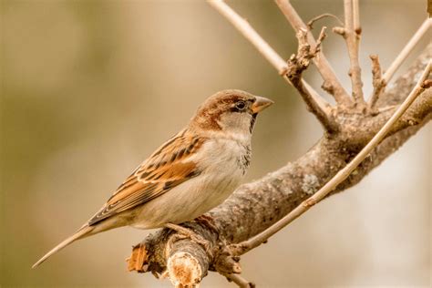 Životinje kao simboli gradova i država - Kultura i priroda