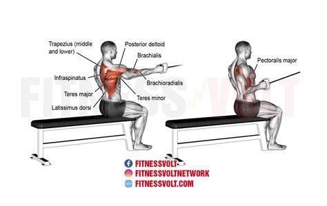 Single-Arm Cable Row: Guide to Form, Benefits, and Expert Tips ...