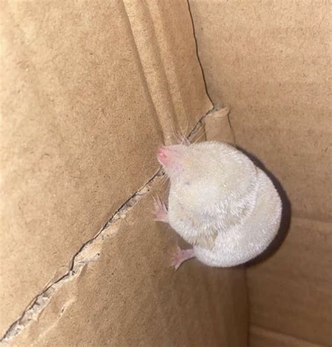 Found in North Carolina - albino possum or mole? : r/animalid