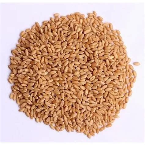 Golden 100 Kg Wheat Grain at Rs 2100/quintal in Umaria | ID: 2851843990873