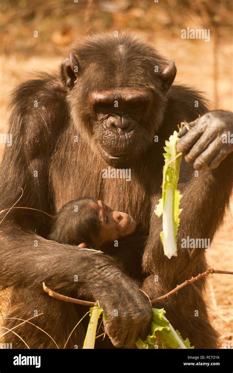 Baby chimpanzee playing hi-res stock photography and images - Alamy