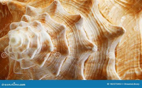 close   large conch shell stock image image  ornament macro