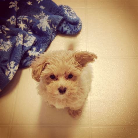 This Archer. #maltipoo #maltese #poodle #puppy Maltipoo Puppies, Morkie
