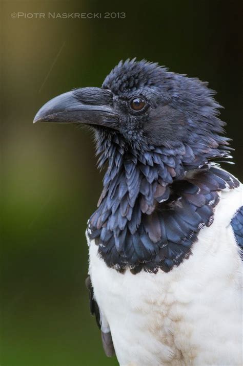 29 best African pied crow images on Pinterest | Crows ravens, Raven and ...