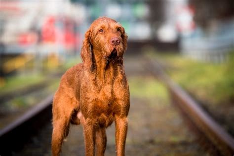 Hungarian Wirehaired Vizsla Breed Info, Pictures, & Facts | Hepper
