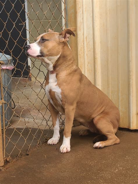 A Helpful Guide To The Services And Pet Adoption Programs Offered By The Limestone County Animal Shelter Team 1