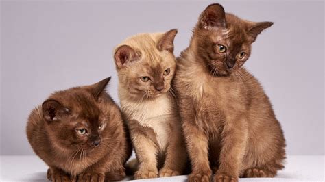 nama kucing kembar 4