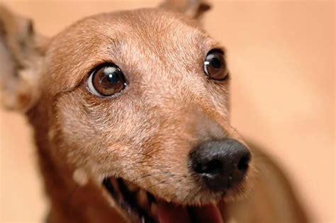 Dachshund/Chihuahua Mix: Discover The Perfect Pet - The Chihuahua Guide