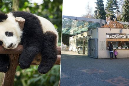 Pandy v pražské zoo na spadnutí: Radní posvětili výstavbu pandária ...