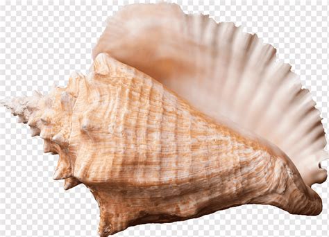 Conch Shell Lord Of The Flies