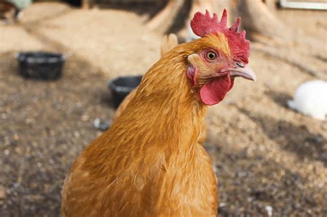 Why Is It Called A Hen Party? | Plan The Hen