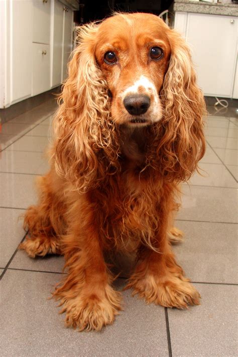 Are American Cocker Spaniels Double Coated at Pedro Guevara blog
