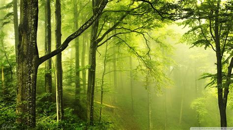 Forest Green Wallpapers - Top Free Forest Green Backgrounds ...