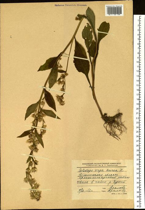 MW0133488, Solidago virgaurea (Золотарник обыкновенный, Золотая розга ...