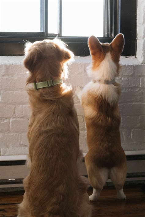Peachy Dogs