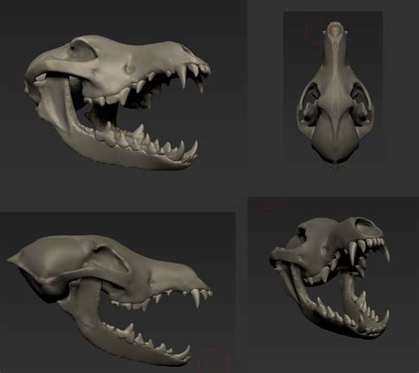 Coyote Skull — polycount