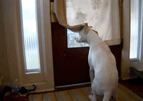 17 Sounds Every Dog Owner Knows Too Well