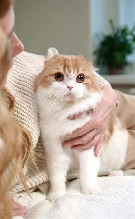 cute wallpaper images    pexels