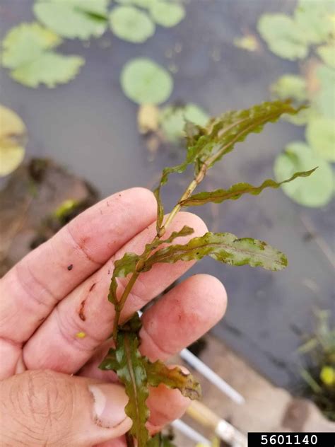 Curly-Leaf Pondweed - Tip of the Mitt Watershed Council