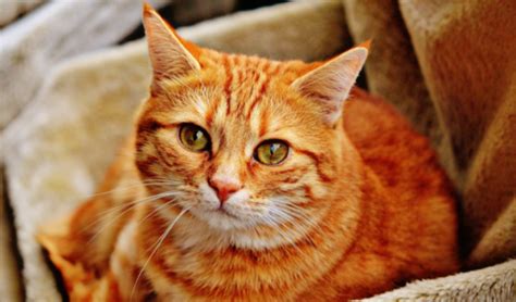 Кошки Пазл — играть онлайн бесплатно на сервисе Яндекс Игры