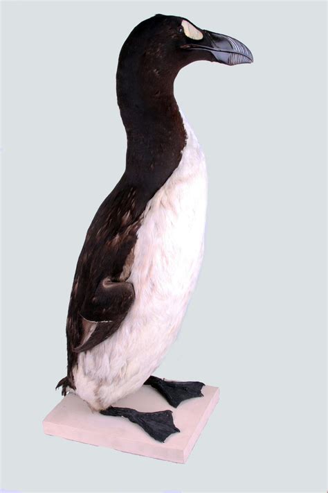 Why the great auk is gone for good | News | nny360.com