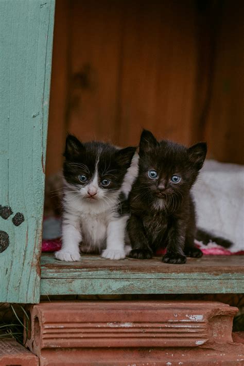 Fotos De Gatos Fofinhos - 7