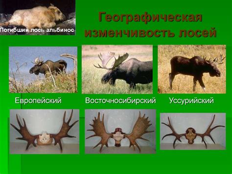 Биология лося и северного оленя - презентация онлайн