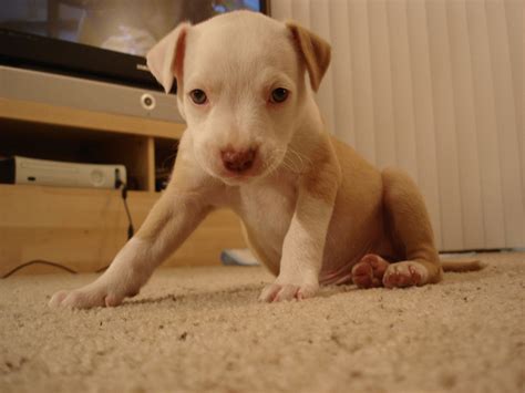 cute red nose pitbull puppies red nose pitbull info pictures origin