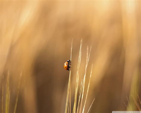 Real Ladybug 4K UHD Wallpaper for UltraHD Desktop and TV : Dual Monitor