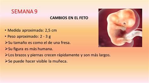 tercer mes de gestacion