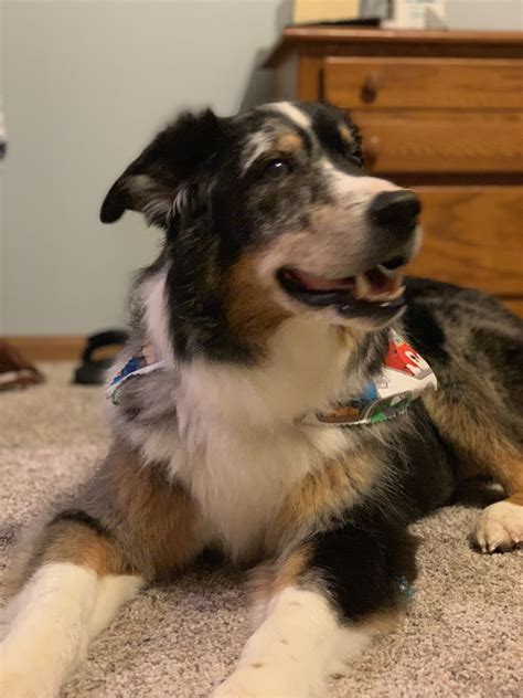 Black Tri Australian Shepherd | Black tri australian shepherd