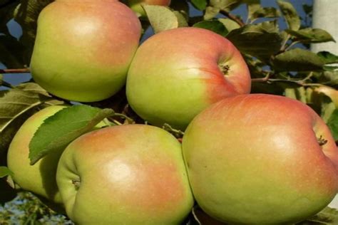 Яблоня Синап Орловский (Malus Sinap Orlovskiy) ОКС — Питомник Летний сад