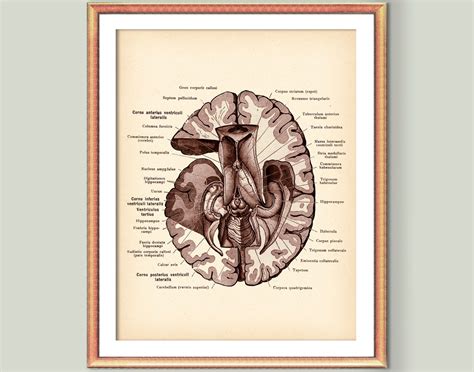 4 Anatomical Brain Posters Vintage Anatomy Art Neurology Art - Etsy