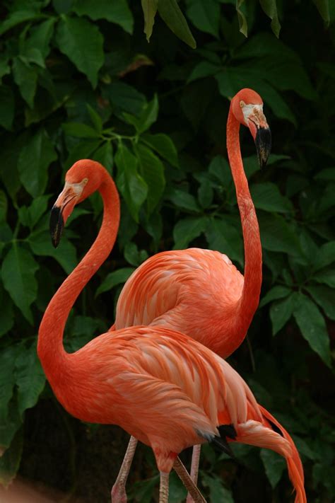 Flamingo Pink - Free photo on Pixabay - Pixabay