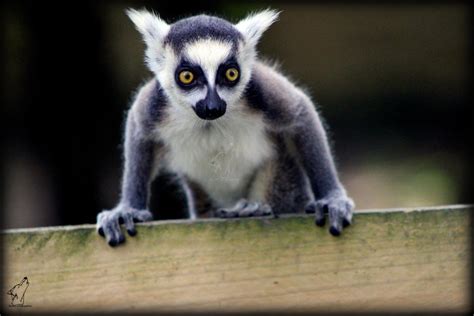 Lemur baby by NirkaPics on DeviantArt